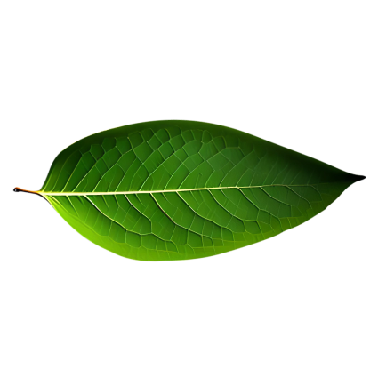 Leaf