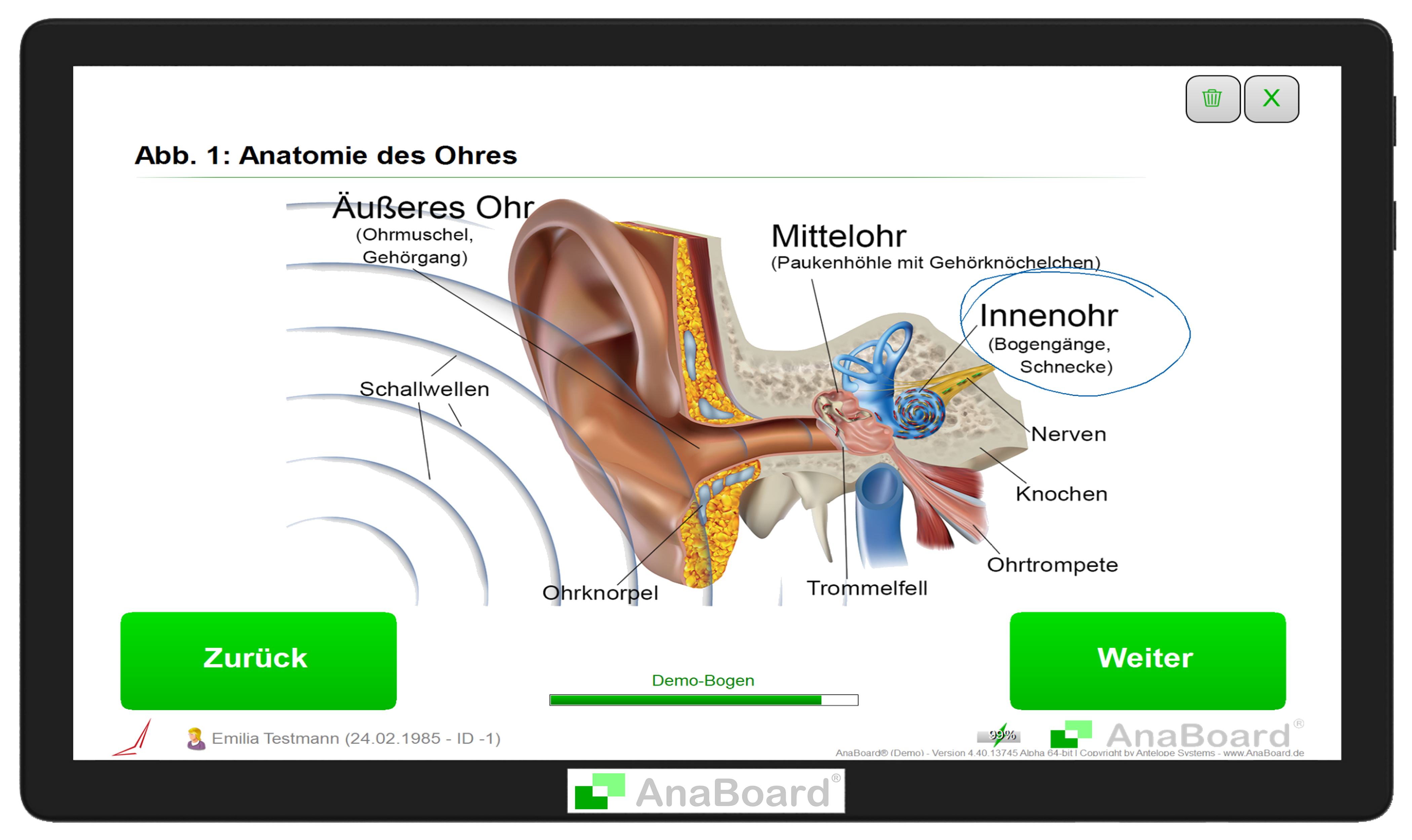Digitale Formulare: Anatomie Aufklärung Ohr